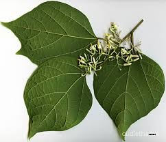 Alangium begoniaefolium leaf2.jpg